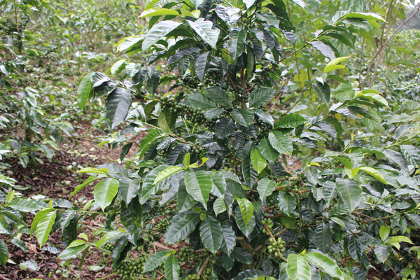 Honduras Marcos Chavez